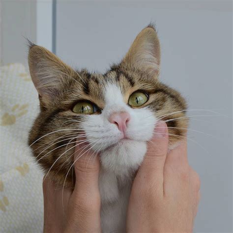 Paralyzed Cat Takes On The World In A Wheelchair–With His Best Ferret Friends By His Side ...