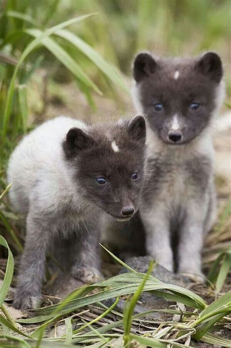 Arctic Fox Cubs by Milo Burcham | Cuccioli, Animali, Volpe