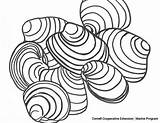 The Clam — CCE Marine Digital Education sketch template