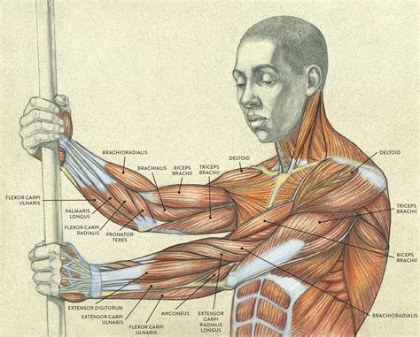 Upper Arm Anatomy Diagram