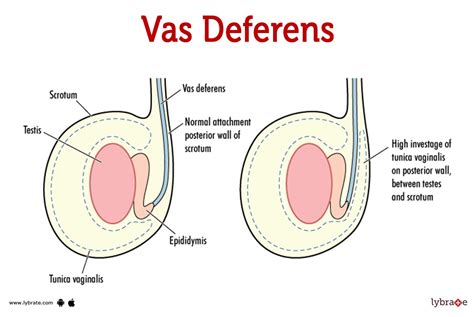 Vas Deferens (Human Anatomy): Image, Functions, Diseases and Treatments