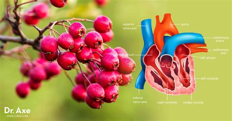 Hawthorn Berry Health Benefits and How to Use - Dr. Axe