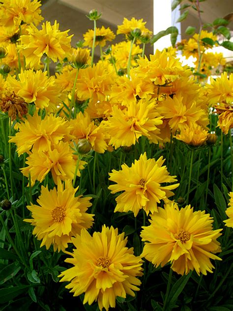 Sunray Coreopsis Perennial - 30 Seeds, 175 mg - Hirt's Gardens