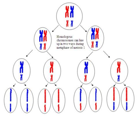 Segregation Of Genes - Meiosis And Other Factors Affecting Genetic ...