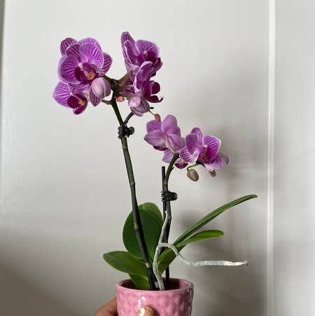 Aphrodite's Phalaenopsis Care 101: Water, Light & Growing Tips