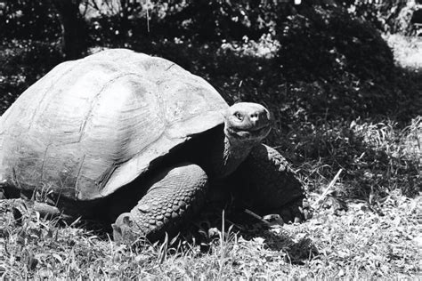 Fauna [Galapagos: Santa Cruz, pt II] | andrejrusskovskij.com