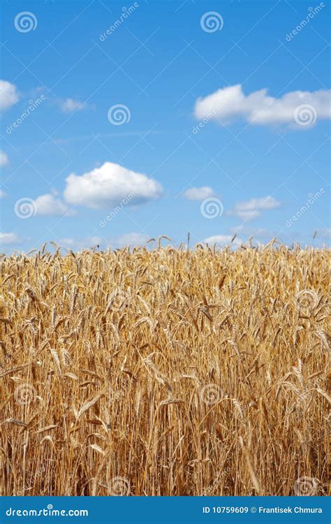 Field of rye stock image. Image of corn, plant, grain - 10759609