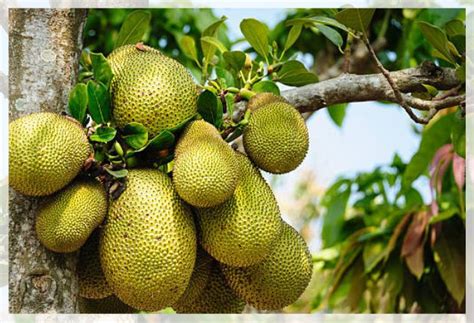 Jackfruit Tree: Plant Care and Growth - Al Ardh Alkhadra