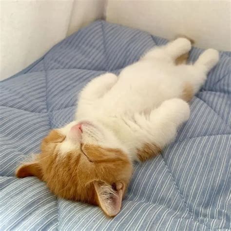 This Munchkin Kitten Sleeps Like A Human And It's Too Adorable