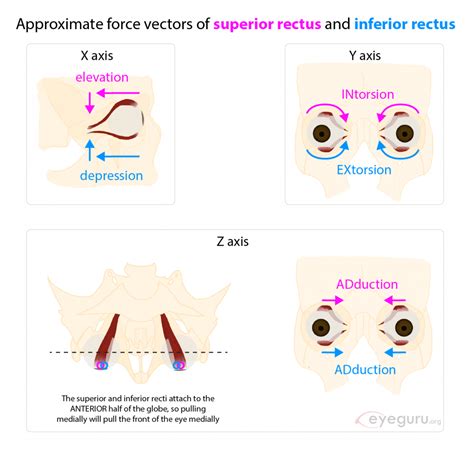 Inferior Oblique Eye Movement