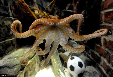 Paul the Octopus gets memorial 'Paul Corner' in honour of World Cup predictions | Daily Mail Online