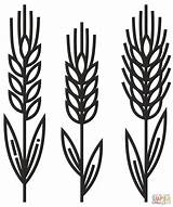 Wheat Coloring Page  Free Printable Coloring Pages sketch template