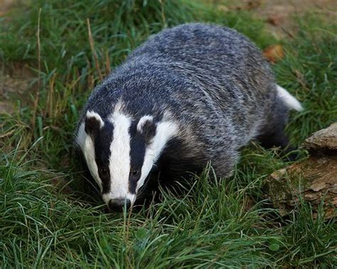 Badger | Wildlife facts, Animals, Badger