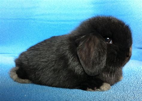 Rabbits for sale in Singapore!: (SOLD) Amazingly beautiful black holland lop at amazing price!!!