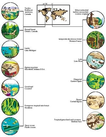 Biome - humans, examples, body, water, process, Earth, life, plants