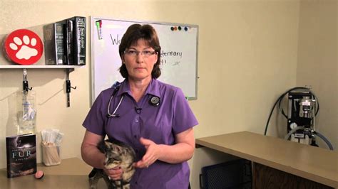 Hookworm in Cats : Cat Health - YouTube