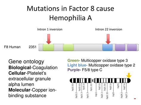 PPT - Hemophilia A and Coagulation Factor 8 PowerPoint Presentation, free download - ID:2122419