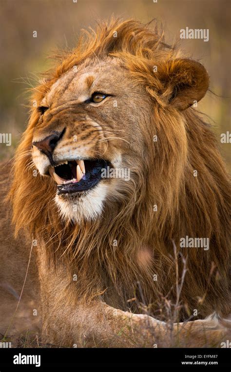 Male lion snarling, Ol Pejeta Conservancy; Kenya Stock Photo: 85782375 - Alamy