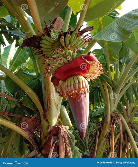 Musa Acuminata Flower is the Inflorescence of Banana Trees Closeup ...