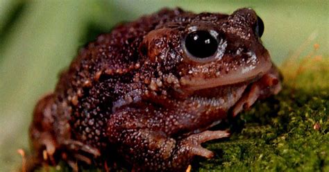 Natterjack toads close to 'croaking it' due to exceptionally dry winter - Mirror Online