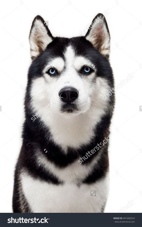 Animals Beautiful, Cute Animals, Husky With Blue Eyes, White Husky ...