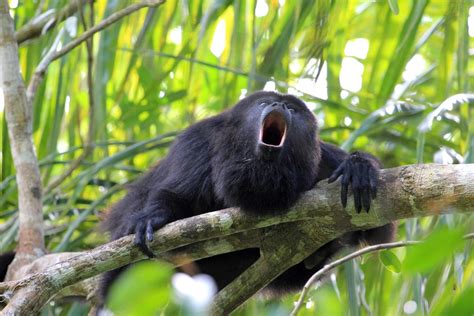 Yellow fever decimating howler monkeys in Brazil