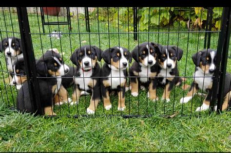 Entlebucher Mountain Dog Puppies For Sale