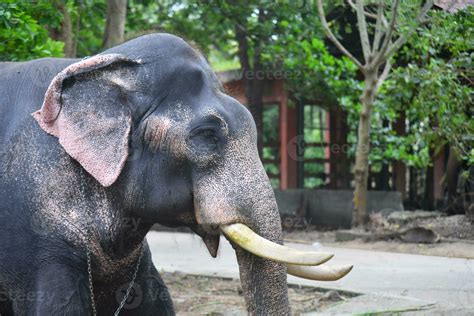 Asian elephants on Kerala elephant camp stock Images. 34625198 Stock ...