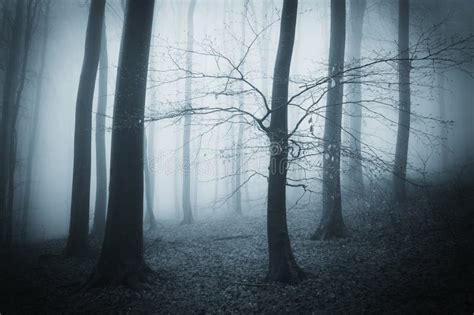 Dark Creepy Scary Forest with Fog on a Late Autumn Evening Stock Image ...