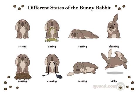 Rabbits Truths on Twitter | Pet bunny rabbits, Bunny care, Pet bunny