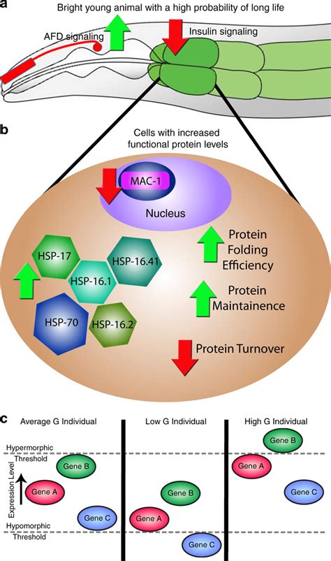 Working model a Genetic experiments from Mendenhall et al. show that ...