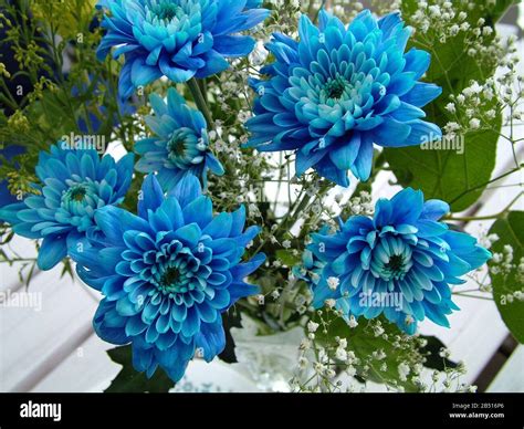 Blue dahlia bouquet Stock Photo - Alamy