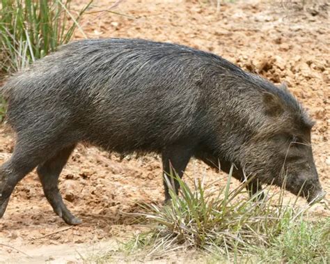 White-Lipped Peccary - Facts, Diet, Habitat & Pictures on Animalia.bio