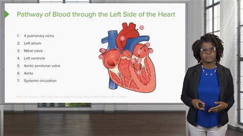 Cardiovascular System: Heart – Physiology Nursing Video Course