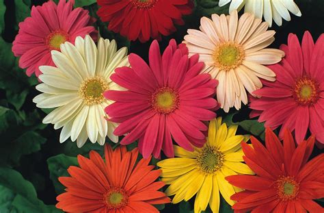 Gerbera Daisy Gerbera Jamesonii Mix Flowers seed all colors