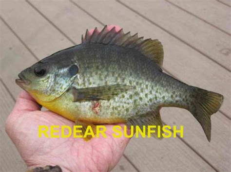 The identification of panfish