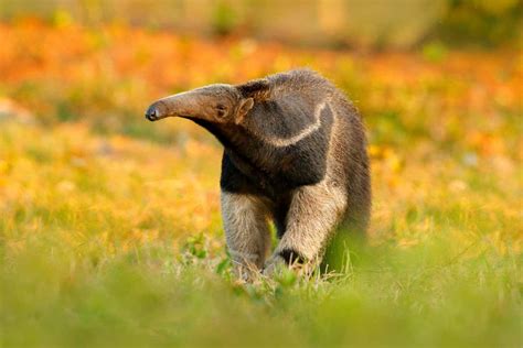 Giant anteaters are forced to roam in search of cooling forests | New Scientist