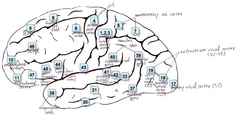 mental health of child and adolescent: anatomical regions including Brodmann area