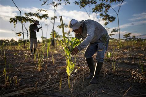 Meet the scientists planting trees to combat climate change