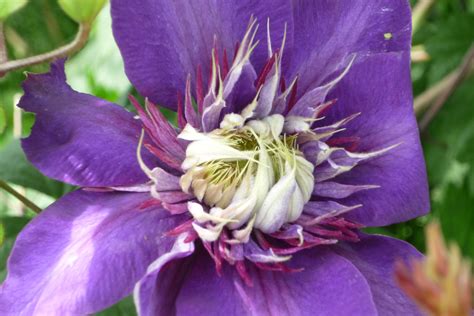 Clematis Multi-Blue One of the longest flowering & most robust clematis ...