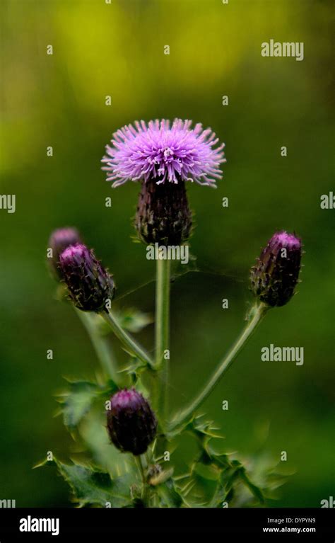 Canadian thistle hi-res stock photography and images - Alamy