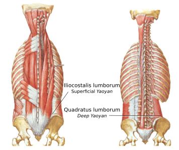 Ideal Balance: Center for Sports Medicine Acupuncture: Iliac Crest ...