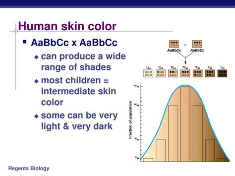 PPT - Genetics & The Work of Mendel PowerPoint Presentation, free download - ID:3215421