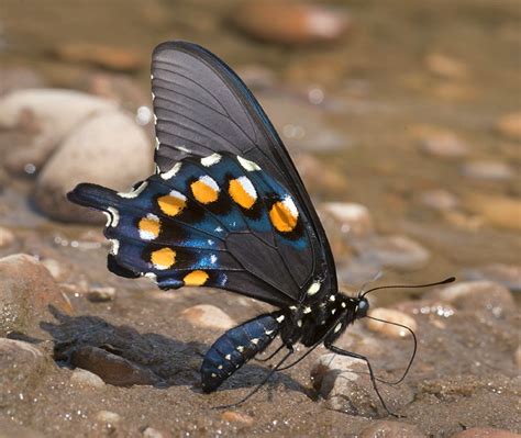 27+ Pipevine Swallowtail Host Plant - GydaSanchi