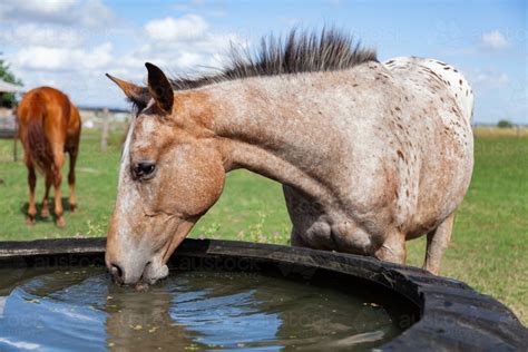 Image of Horse drinking water from tire water trough - Austockphoto