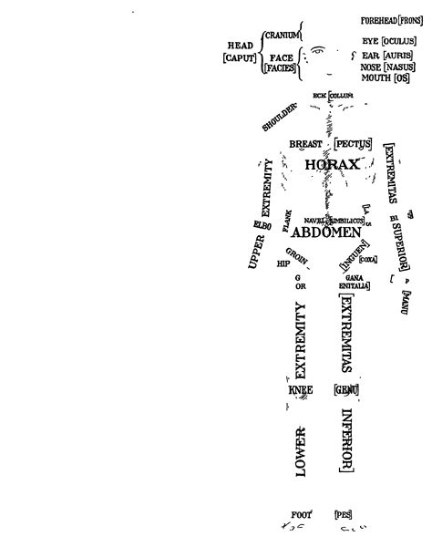 😍 Human anatomy diagram. Human Organs & Anatomy Diagram. 2019-01-19