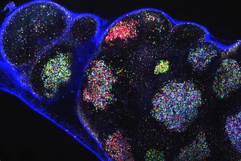 B-cell diversity in immune system’s germinal centers may hold key to broad-spectrum vaccines ...