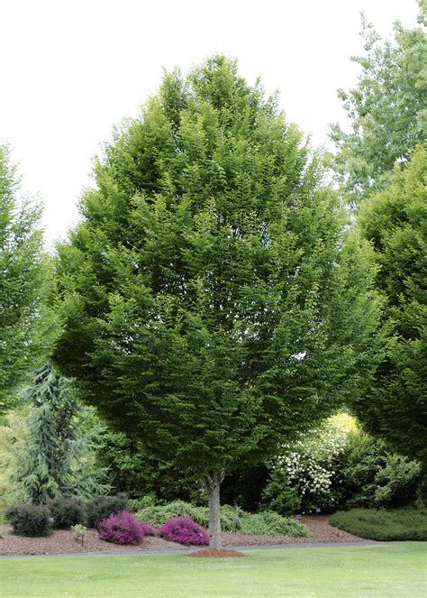 Pyramidal European Hornbeam | Front yard landscaping, Landscaping tips, Street trees