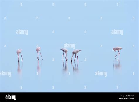 Lake Natron Flamingos Stock Photo - Alamy