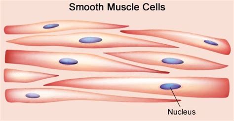 Smooth Muscle Contraction Flashcards | Quizlet